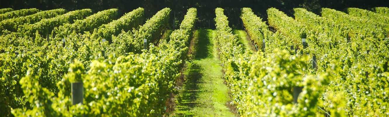 Local Vineyards Near Brookhaven Cottage In Renwick Marlborough NZ